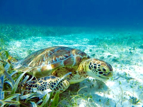 Sea Turtle