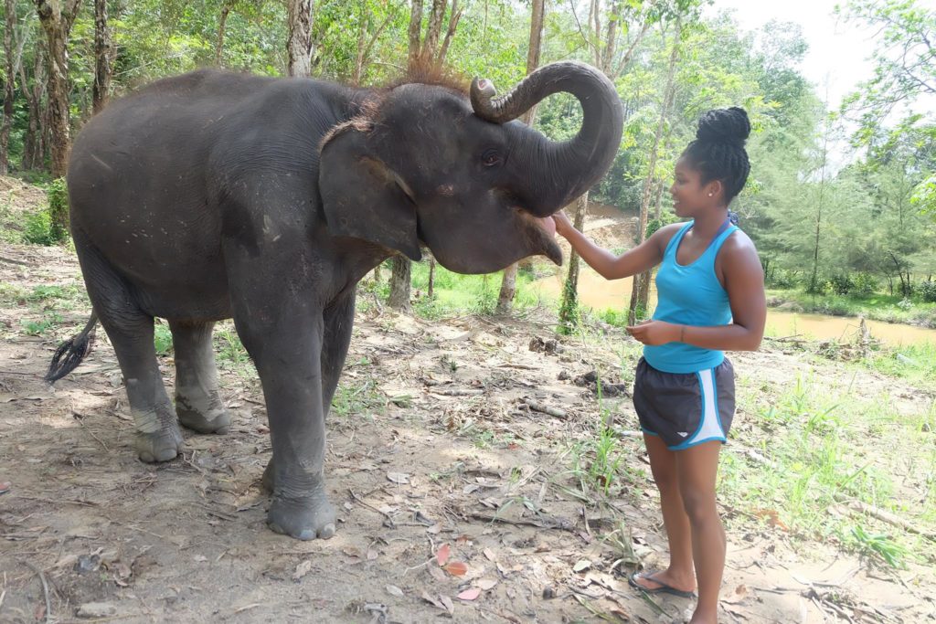 feeding elephants elephant jungle sanctuary