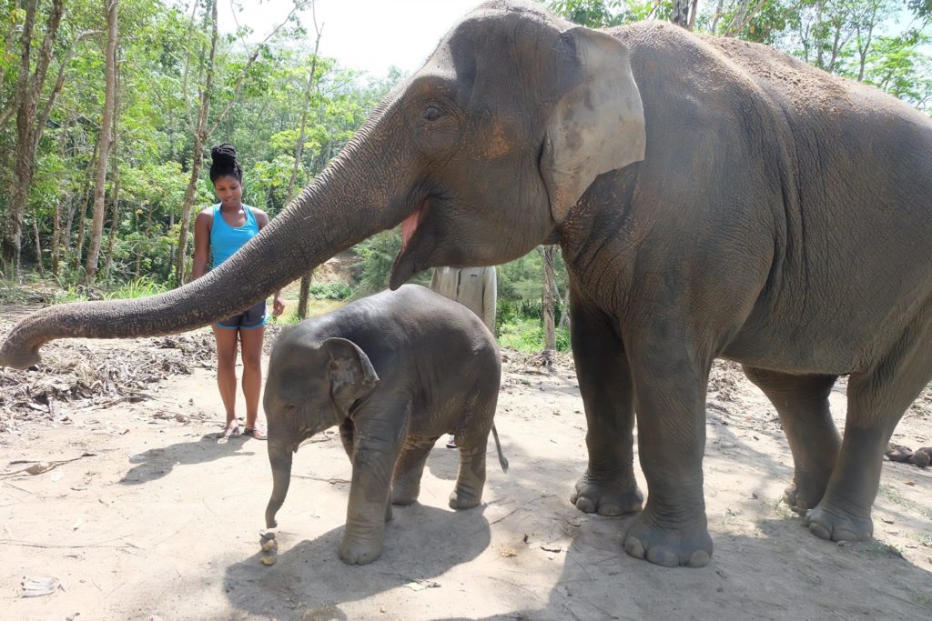elephants at elephant jungle sanctuary phuket