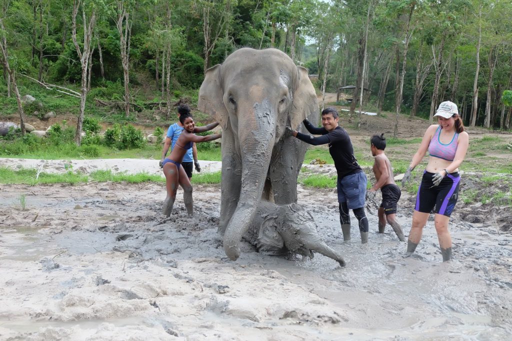 mud bath elephant jungle sanctuary