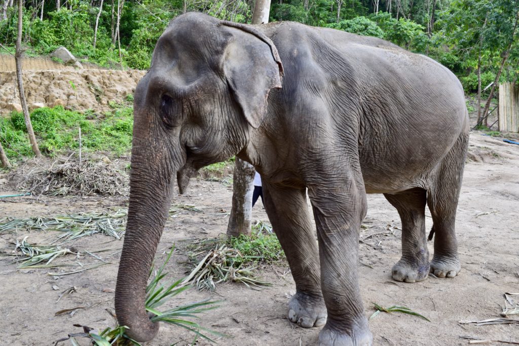 Elephant Jungle Sanctuary Phuket