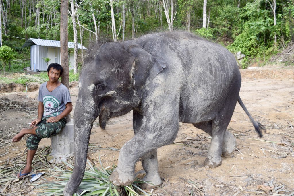 elephant jungle sanctuary phuket
